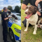 ‘Paw-fficers’ help Op Shield sniff out the bad guys