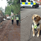 Passive drugs dog Elsa