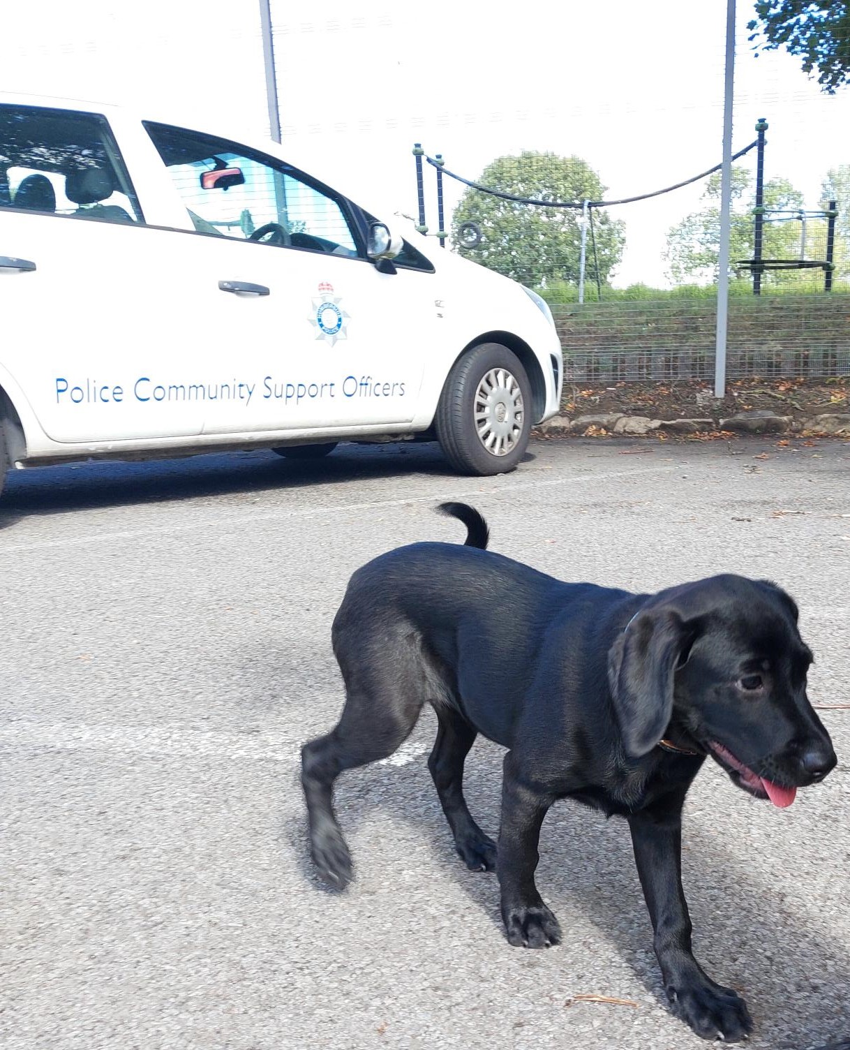 Photo of 12-week-old Labrador, Matilda