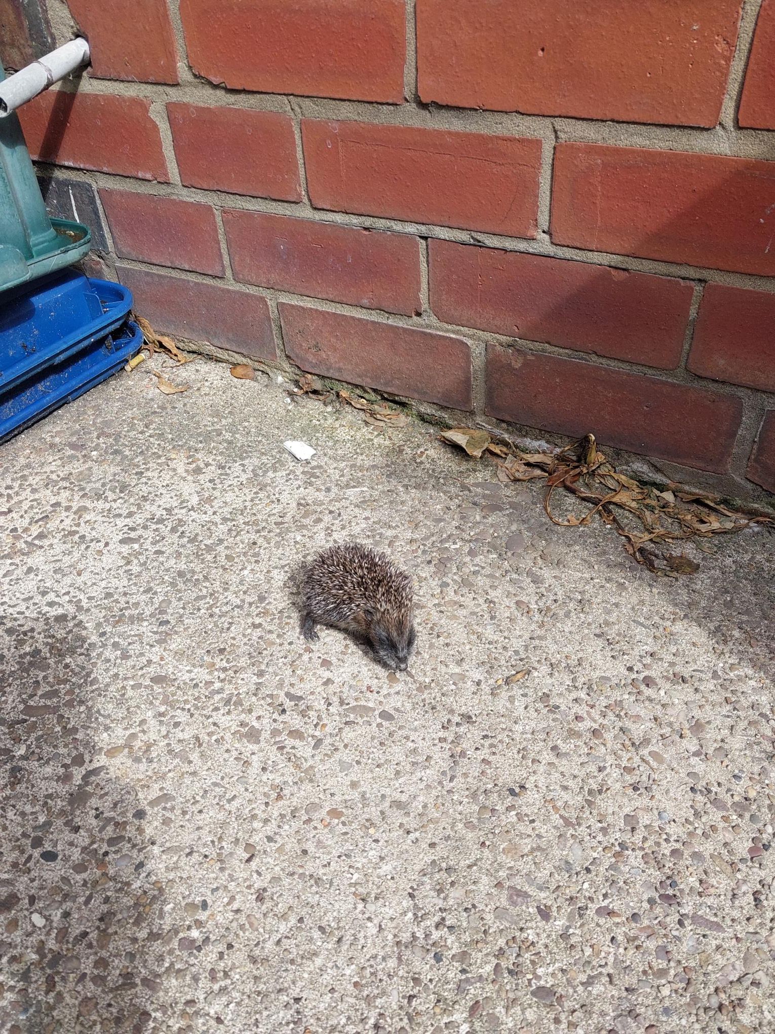 Photo of baby hedgehog