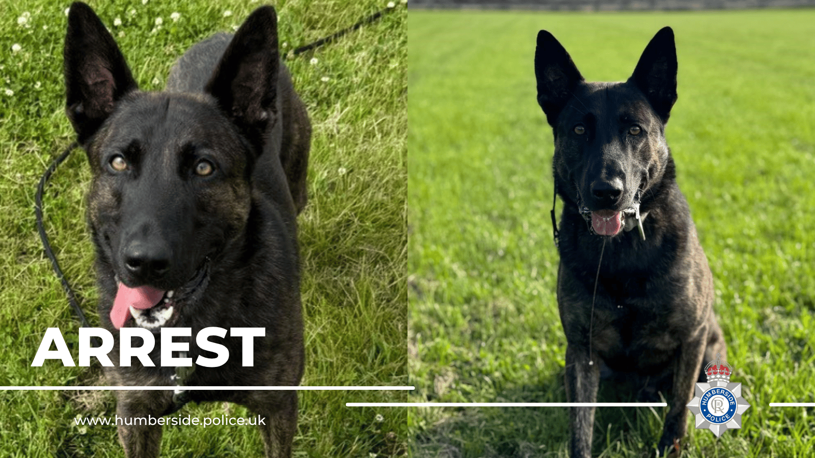 Images of PD Obi