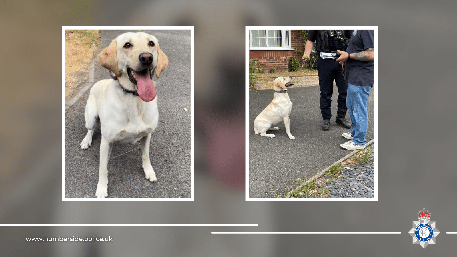 Image of Police Dog Sunny and handler