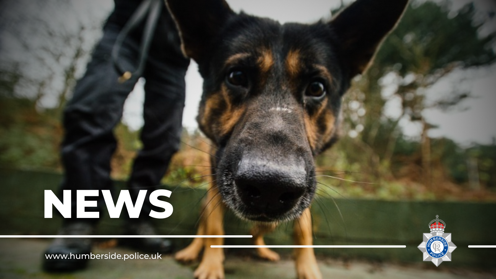 Image of police dog