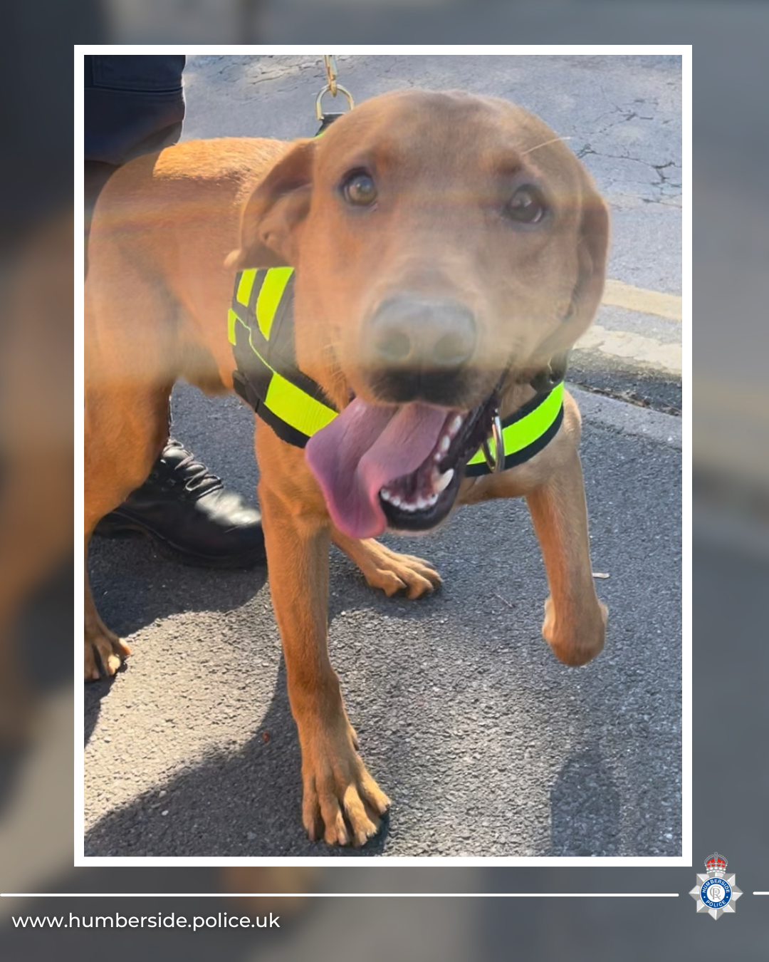 Image of passive drugs dog Thor
